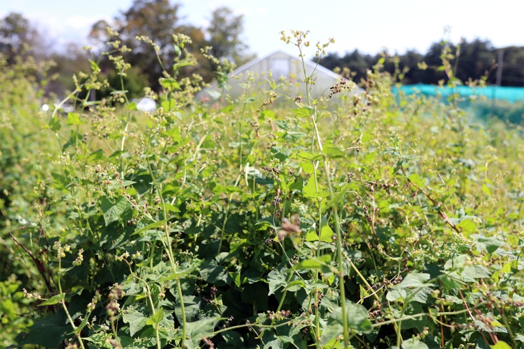 A plot of mature and maturing Tartary buckwheat plants located at UNH’s Woodman Horticultural Research Farm.