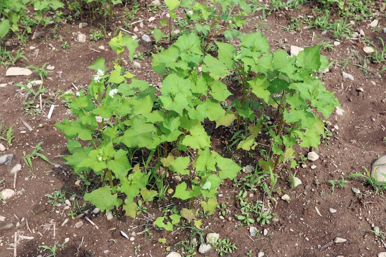New Tartary buckwheat plants grown in a square. Plants of the same genetic lines were grown in “squares” within the larger plots.