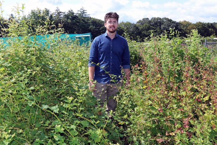 UNH master’s student Noah Abasciano stands in a plot of mature and maturing Tartary buckwheat plants.