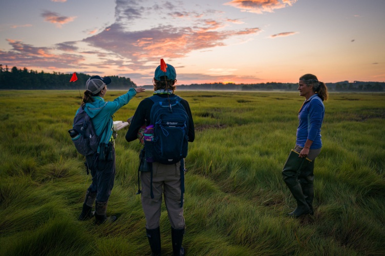 A group of scientists standing in a salt marsh at dawn, preparing to look for saltmarsh sparrows