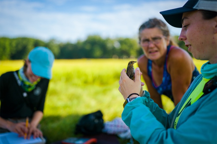 A researcher holds a saltmarsh sparrow while another researcher in the background studies the sparrow.