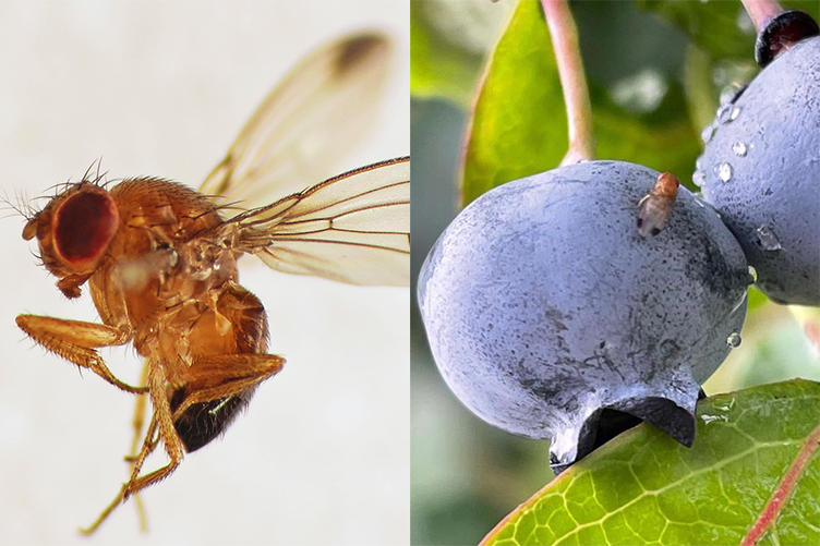 On the left, an image of the spotted wing drosophila (SWD). On the right, an image of an SWD larva emerging from a blueberry.