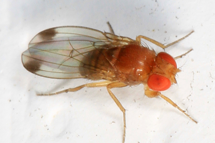 An image of spotted-winged drosophila