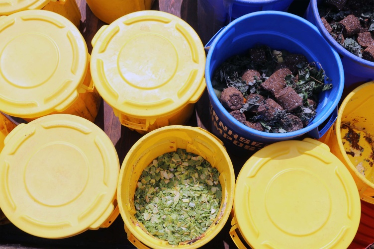 A photo showing yellow and blue buckets, some with lids, with compostable waste, ready to be dumped at the Kingman Research Farm.