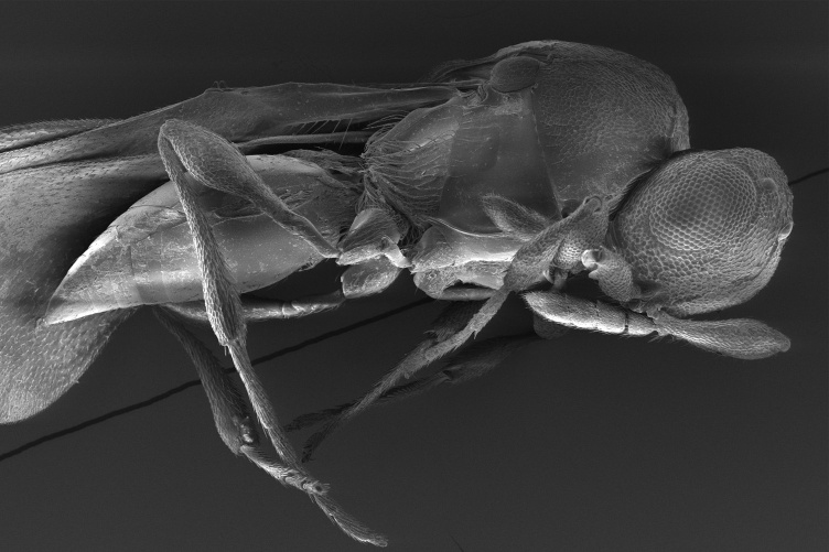 An electron scan of a parasitic wasp.