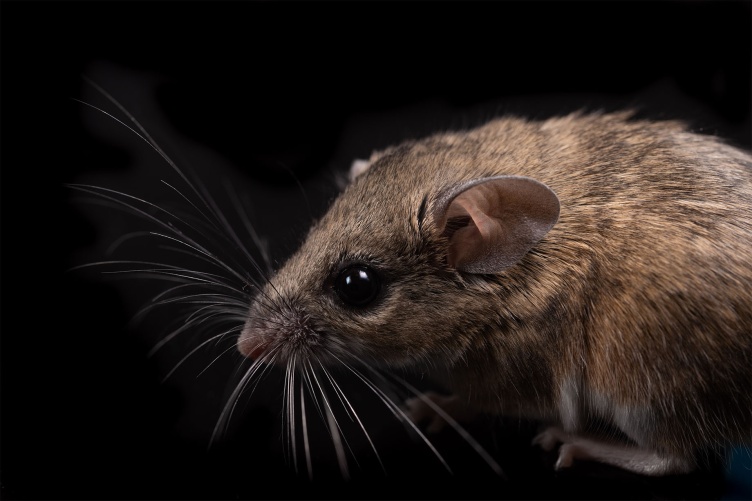 A close-up photograph of a cactus mice face.