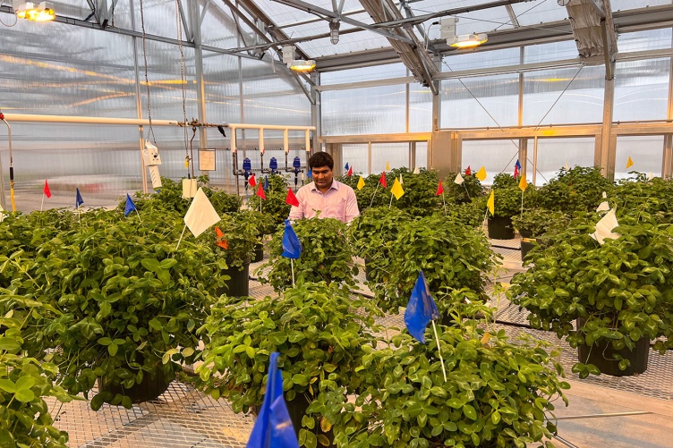 UNH doctoral student Palash Mandal stands among pots of clover plants at the Macfarlane Research Greenhouses.