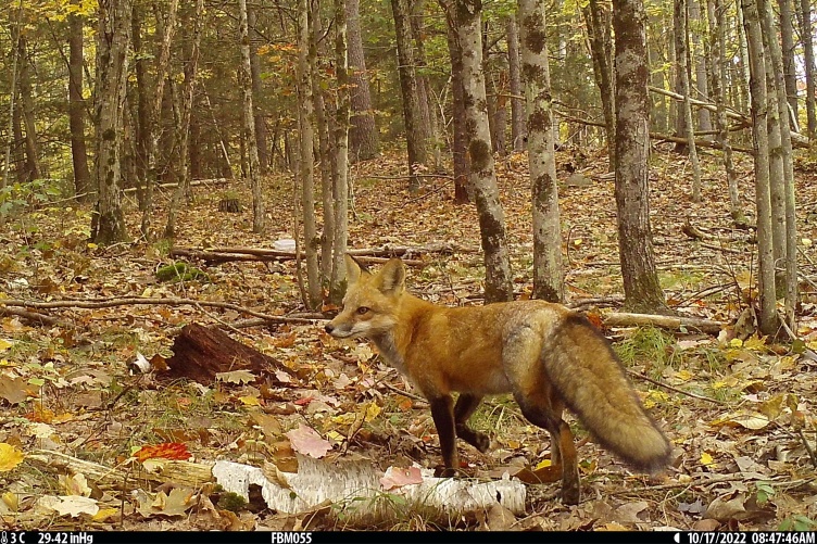 A red fox stands in a northern New England forest during the fall time. 