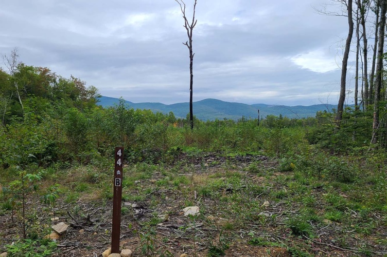 A burned site in Bartlett Experimental Forest. Some trees still stand. Vegetation covers the ground.