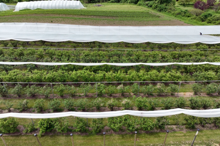 Farm field image taken by a drone that shows netting being put into place for spotted wing drosophila.