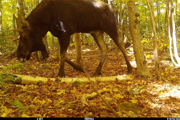 Bull moose feeding in a forest in central new Hampshire. 