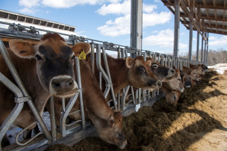 Cows feed at UNH’s organic dairy research farm look toward the camera.