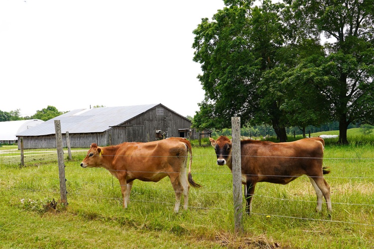 Cows in pasture at UNH’s organic dairy research farm.