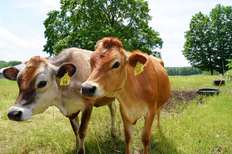 Two cows from UNH's organic dairy research farm look to the left of camera.