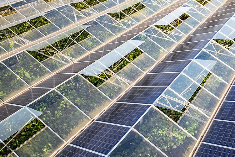 An example of agrivoltaics