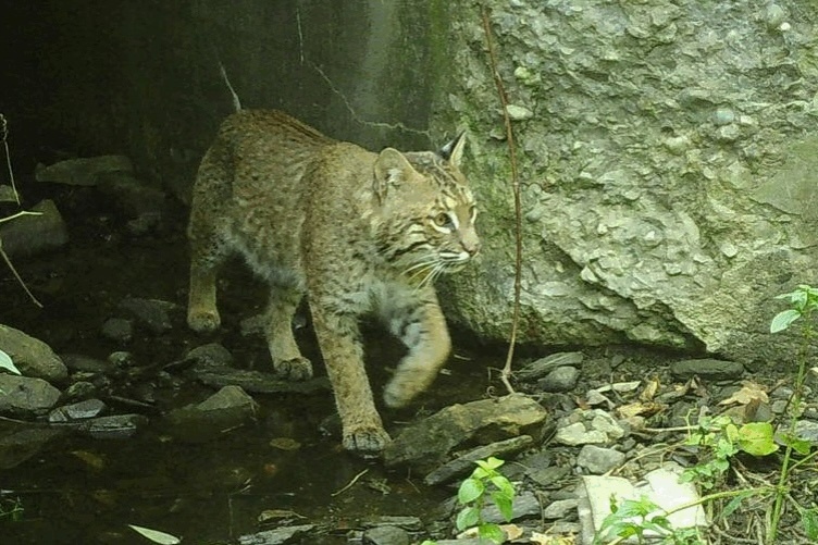 Bobcat emerging from a culvert A bobcat emerges from a culvert after crossing under a road.