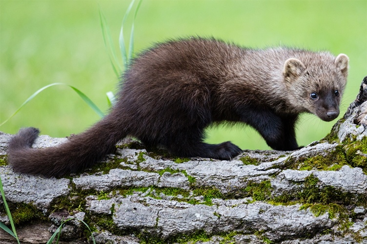 Fishers are large members of the weasel family Adult fisher