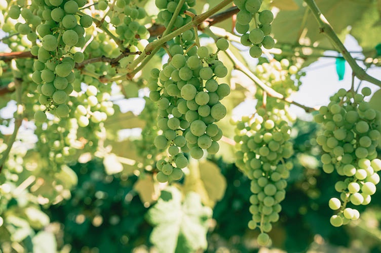 A bumper crop of green grapes Green grapes hang in the sun