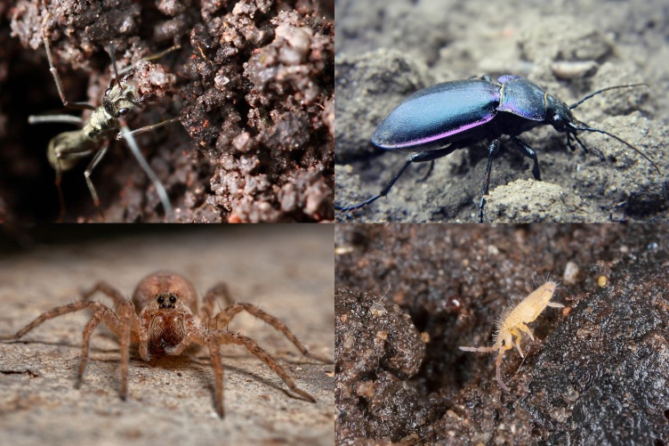 A collage showing different beneficial arthropods to soil, including an ant in the ground, a ground beetle walking across soil, a springtail in the ground and a wolf spider looking into the camera.