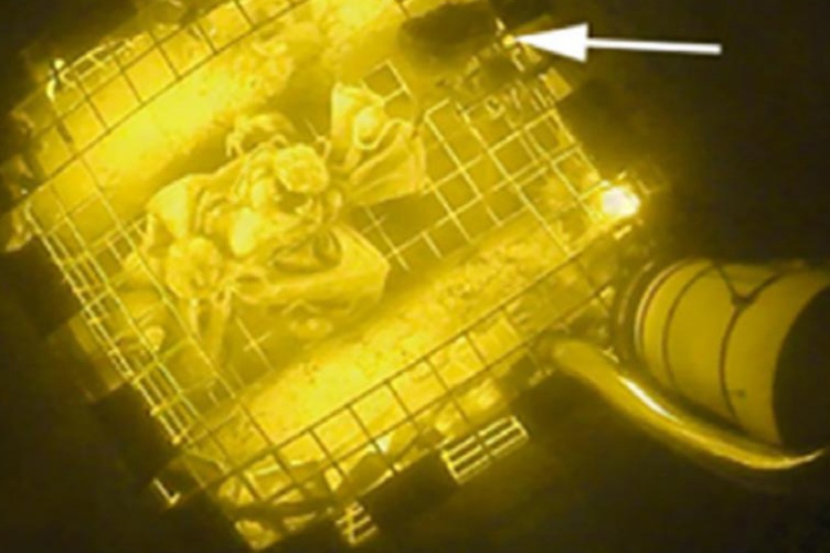 A whelk enters a trap at night Whelk trap at night