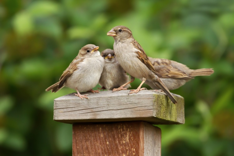 House sparrows may carry harmful bacteria on dairy farms