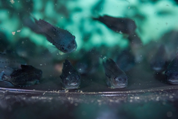 A photo of lumpfish in a tank