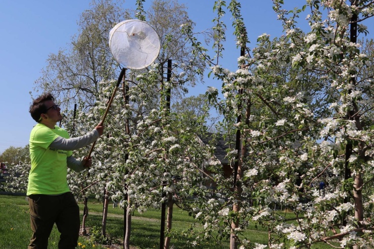 Researcher Shyloe Favreau nets bees at a New Hampshire apple orchard in this first frame.