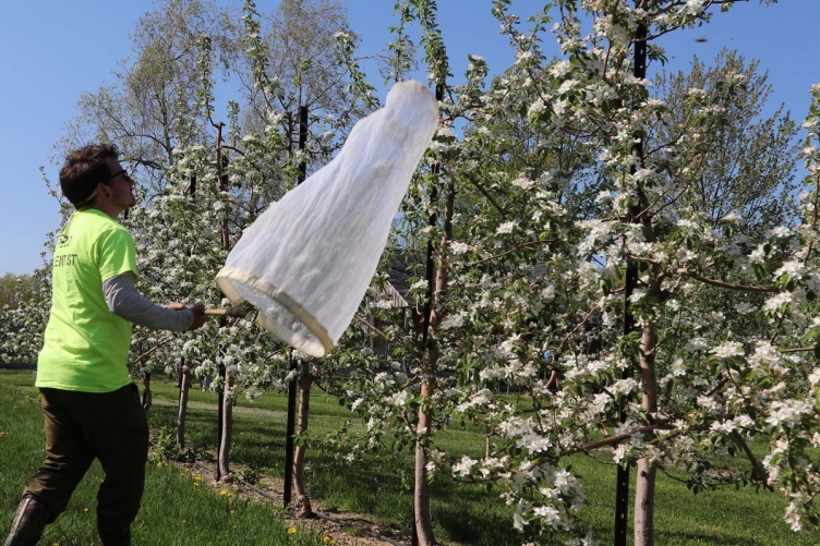 Researcher Shyloe Favreau nets bees at a New Hampshire apple orchard in this third frame.
