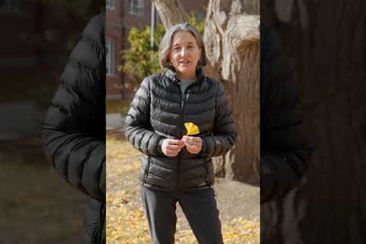 James Hall Ginkgo Tree Sees Latest Leaf Drop on Record