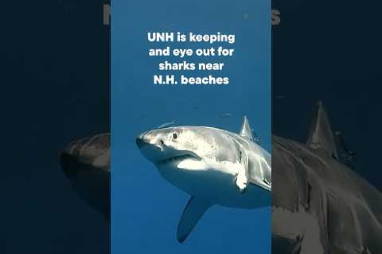 Sharks Aren't Lingering in Local Waters, UNH Researchers Find