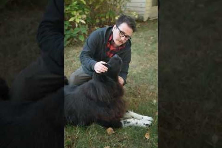 How to Check Your Dog for Ticks