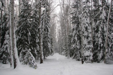 Snowy trail in a northern forest