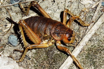 Cook Strait female giant weta