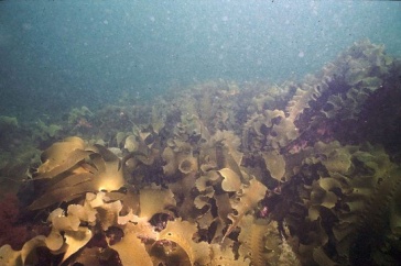 tall blades of kelp seaweed in the Gulf of Maine