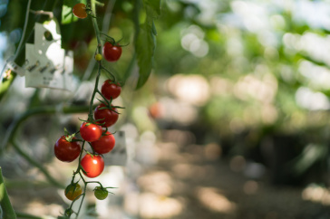 Berries growing at UNH