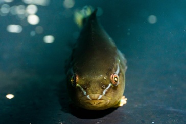 Lumpfish in water