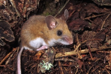 Generalist rodents such as this deer mouse disperse fungal spores at a time when many seeds are germinating