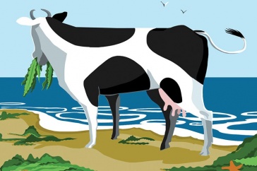 Seaweed/cow illustration