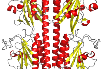 The PDE6 crystal structure used for the research.