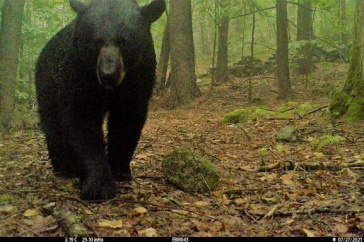 Large black bear looks directly at a trail camera