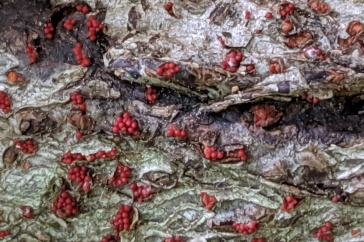 UNH Scientists Unravel More Mysteries About Beech Bark Disease
