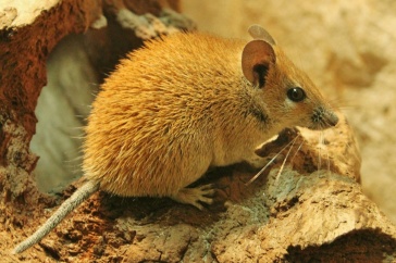 Desert mouse