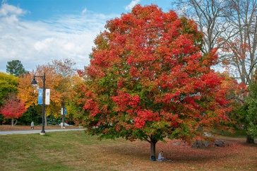 fall tree on campus