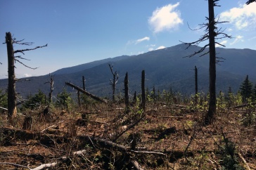 Researchers will use drone-based Light Detection and Ranging to identify and predict forest features critical for snowshoe hare and American marten in the Northern Forest.