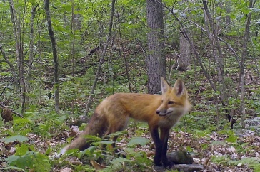 Researchers are developing a unique monitoring system for wildlife in the Granite State to help inform management and conservation decisions.