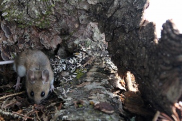 Woodland animals such as mice play an essential role in keeping forests healthy and thriving.