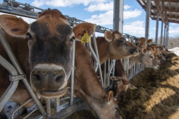 A photo of a cow at the UNH Organic Dairy farm.