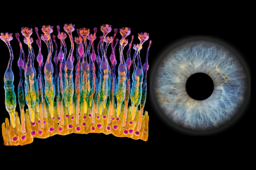 An image showing the retinal photoreceptors (left) and an image of the retina (right)