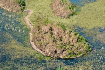Drone image of hurricane-damaged mangrove forest