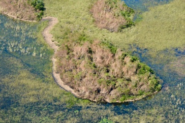 Drone image of hurricane-damaged mangrove forest